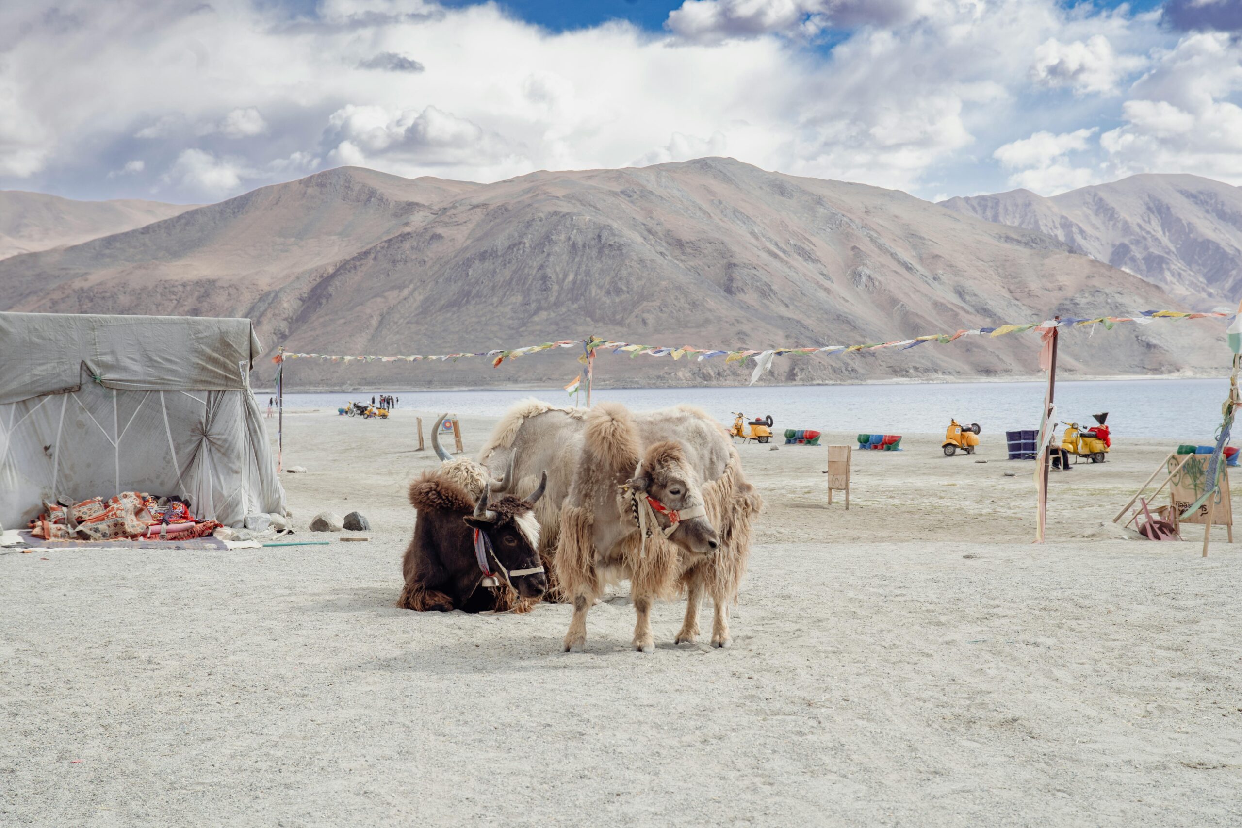 The Experience Yaks resting near Pangong Lake with scenic mountains in Ladakh, India, showcasing natural beauty and local culture.